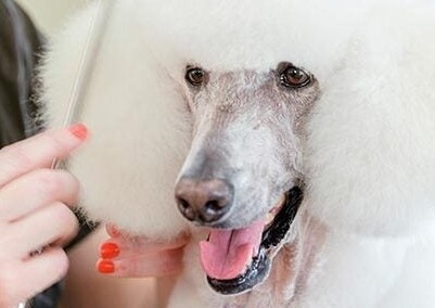 MEDIUM/LARGE/CURLY COAT - Full Groom