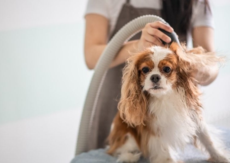 TOY/SMALL/MEDIUM - Bath & Blowdry