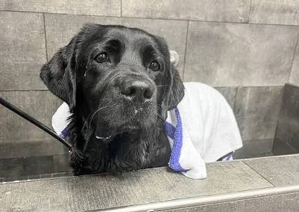 LARGE/EXTRA LARGE - Bath & Blowdry with NAIL CLIPPING 