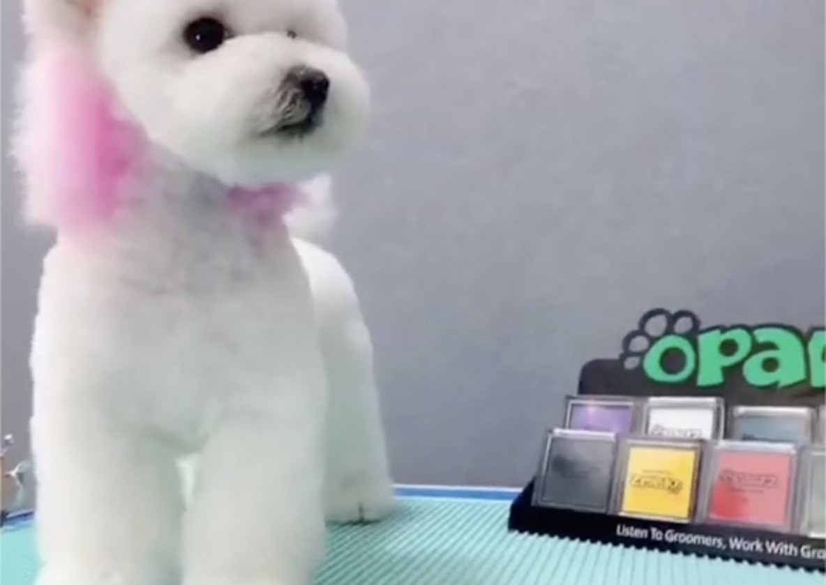 Hair Chalk - Just The Ears (lasts 1-3 days)