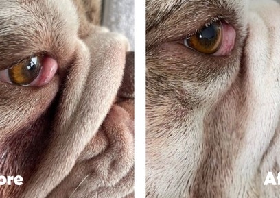 Brachycephalic Special Wrinkle & Ear Clean 