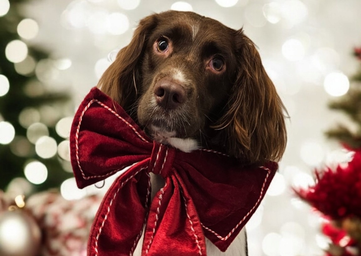 Christmas Cookie Pamper Package 🎅🏽🎄
