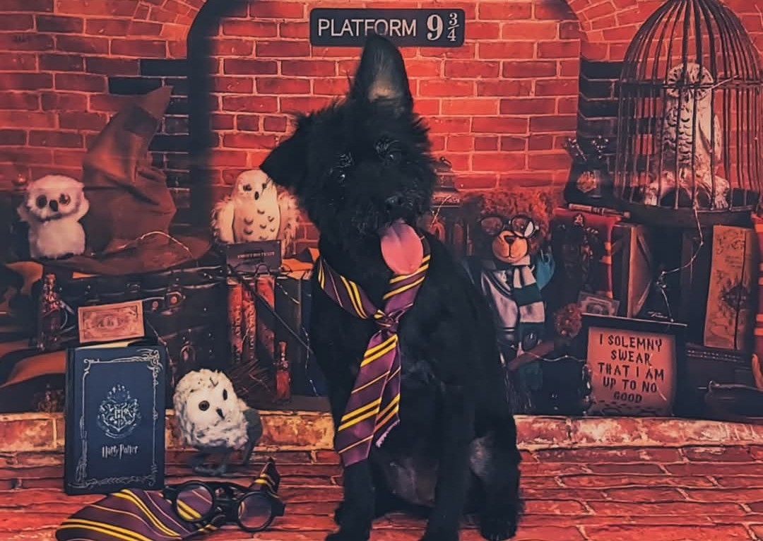 Dogwarts Express Pamper Package 🚂🪄