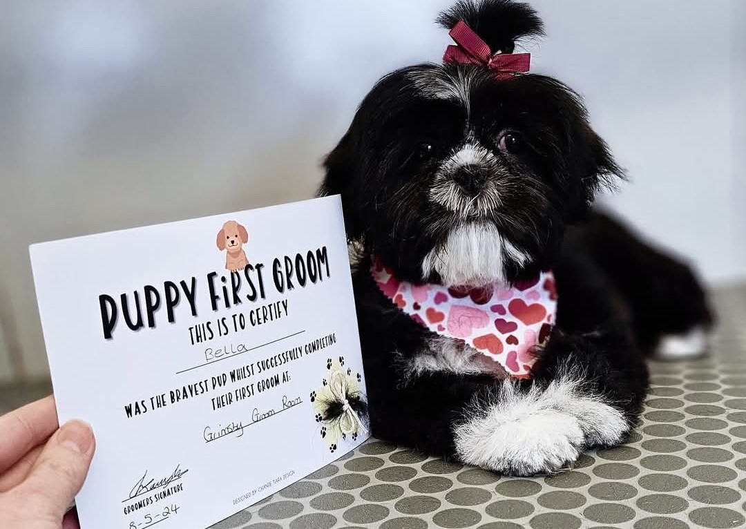 Puppy Introduction Service 