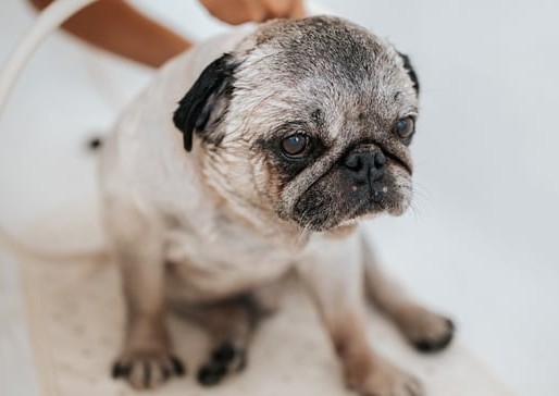 TOY/SMALL/MEDIUM - Bath & Blowdry with NAIL CLIPPING