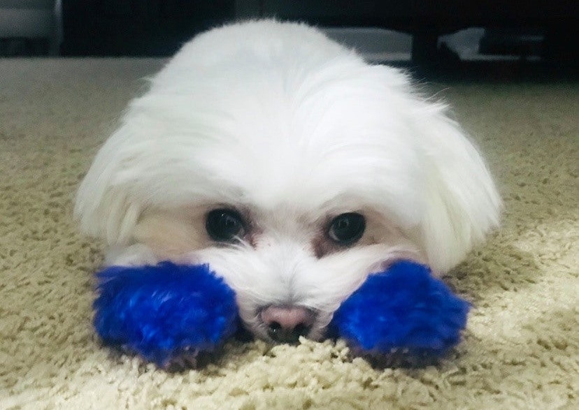 Permanent Hair Colouring - All Four Feet (lasts 20+washes)