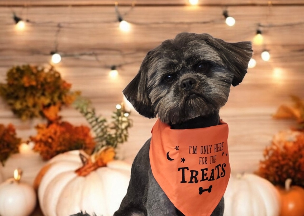 Pup-kin Spice Latte Pamper Package 🎃🐈‍⬛️