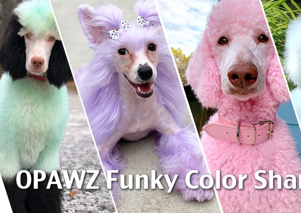 Semi Permanent Coloured Shampoo - Just TheTail (lasts 3-8 Washes) 