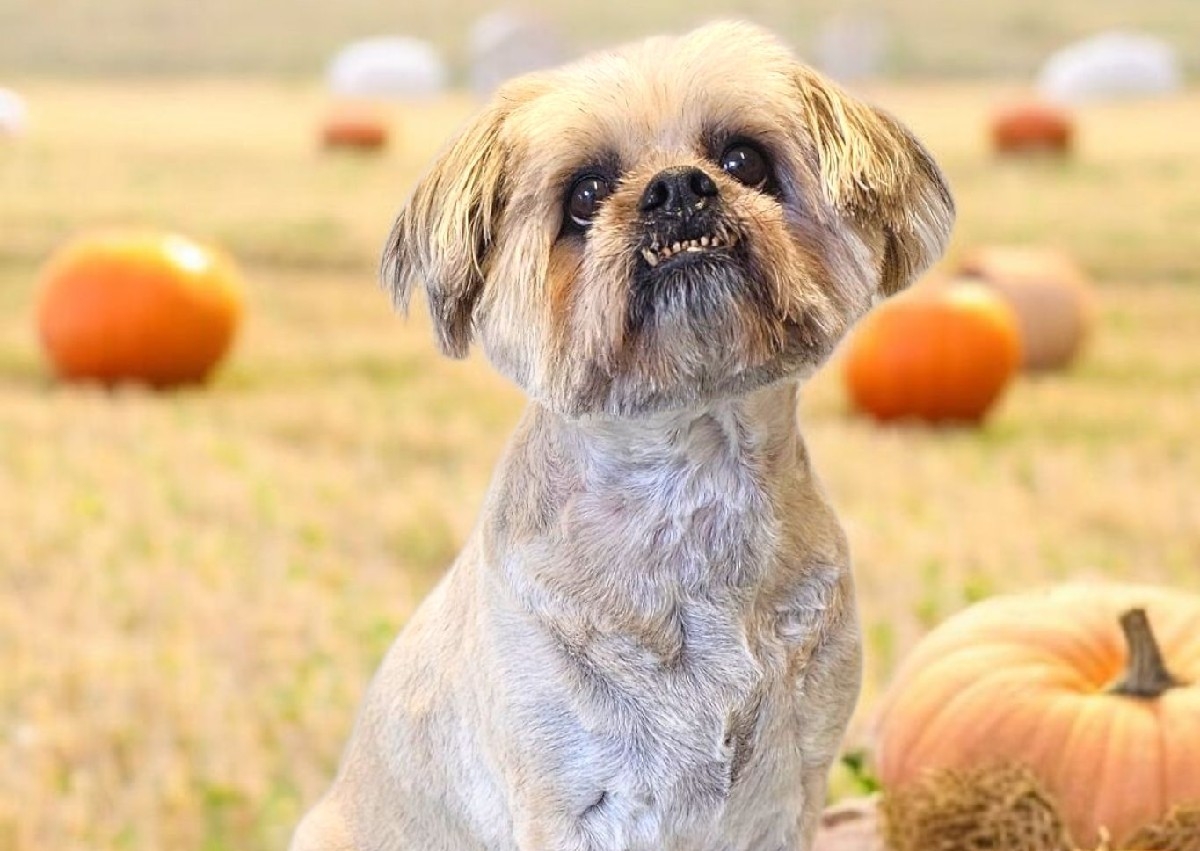 At The Pupkin Patch Pamper Package 