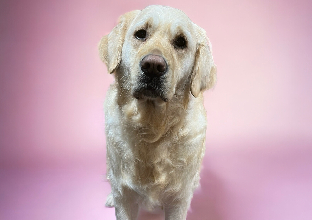 Long Coat • Large Breed