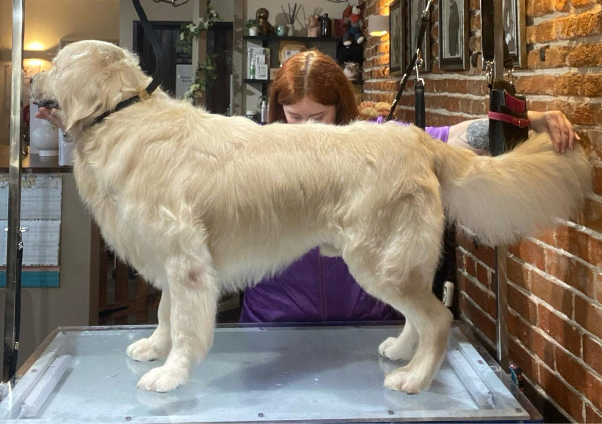 Large Breed Trim