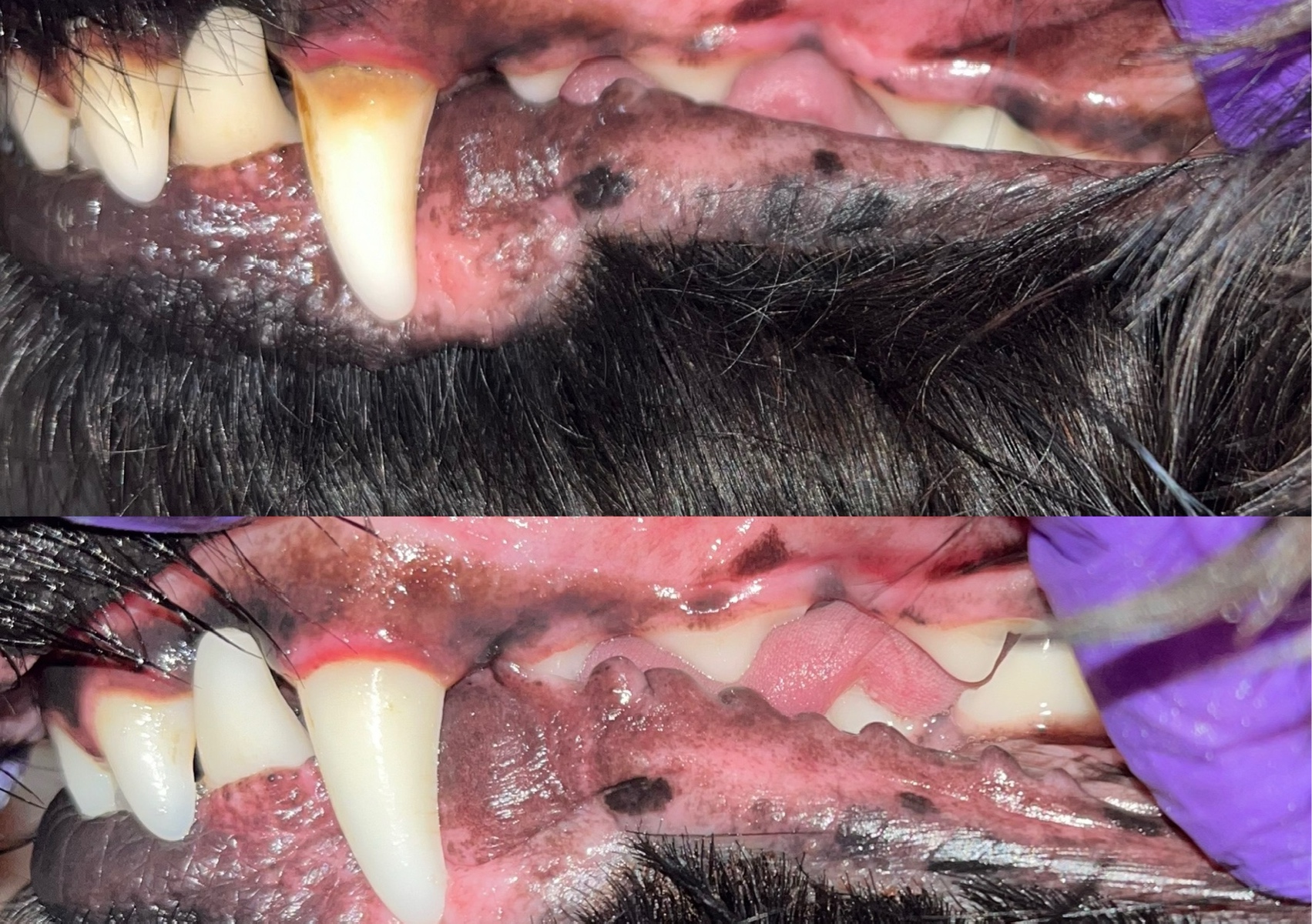 Emmi-Pet 1st session