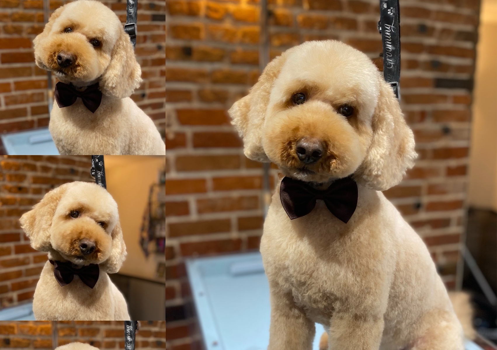 Cockapoo / Poodle Mix 