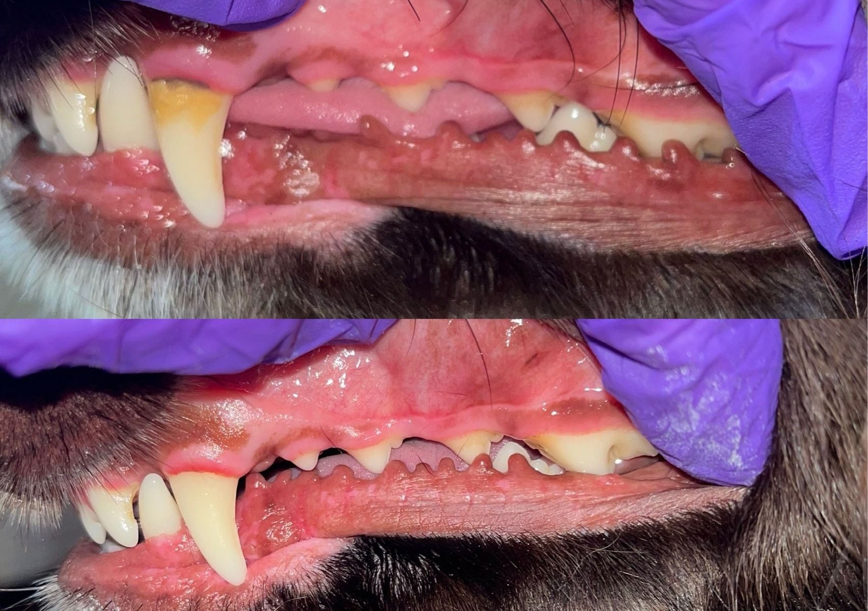 Emmi-Pet Follow Up Session