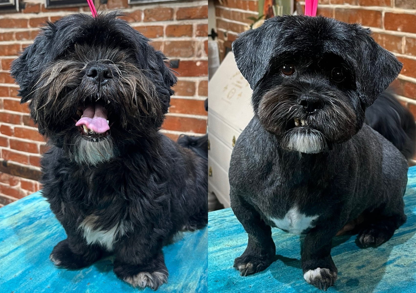 Small - Medium Breed