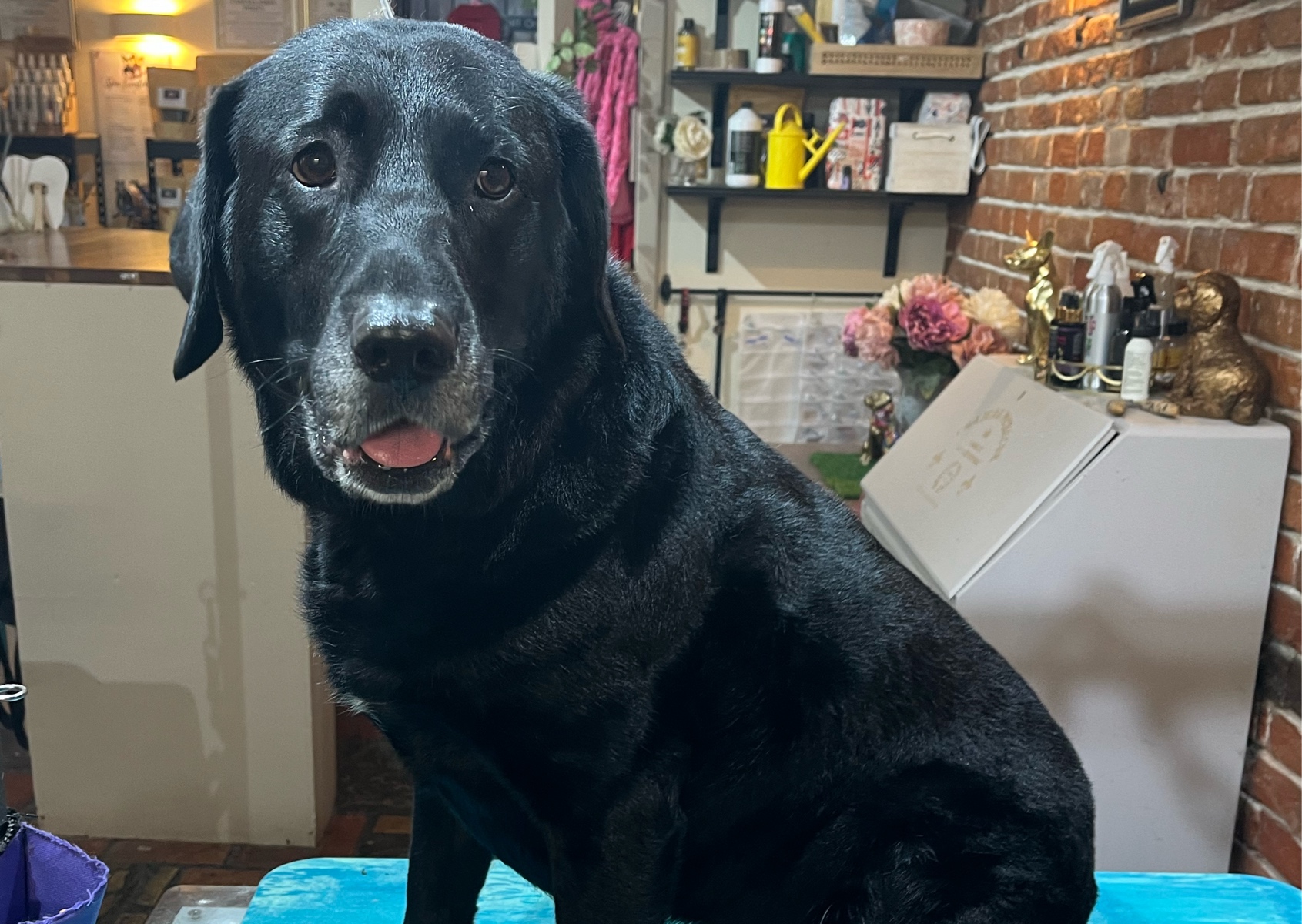 Short Coat • Large Breed