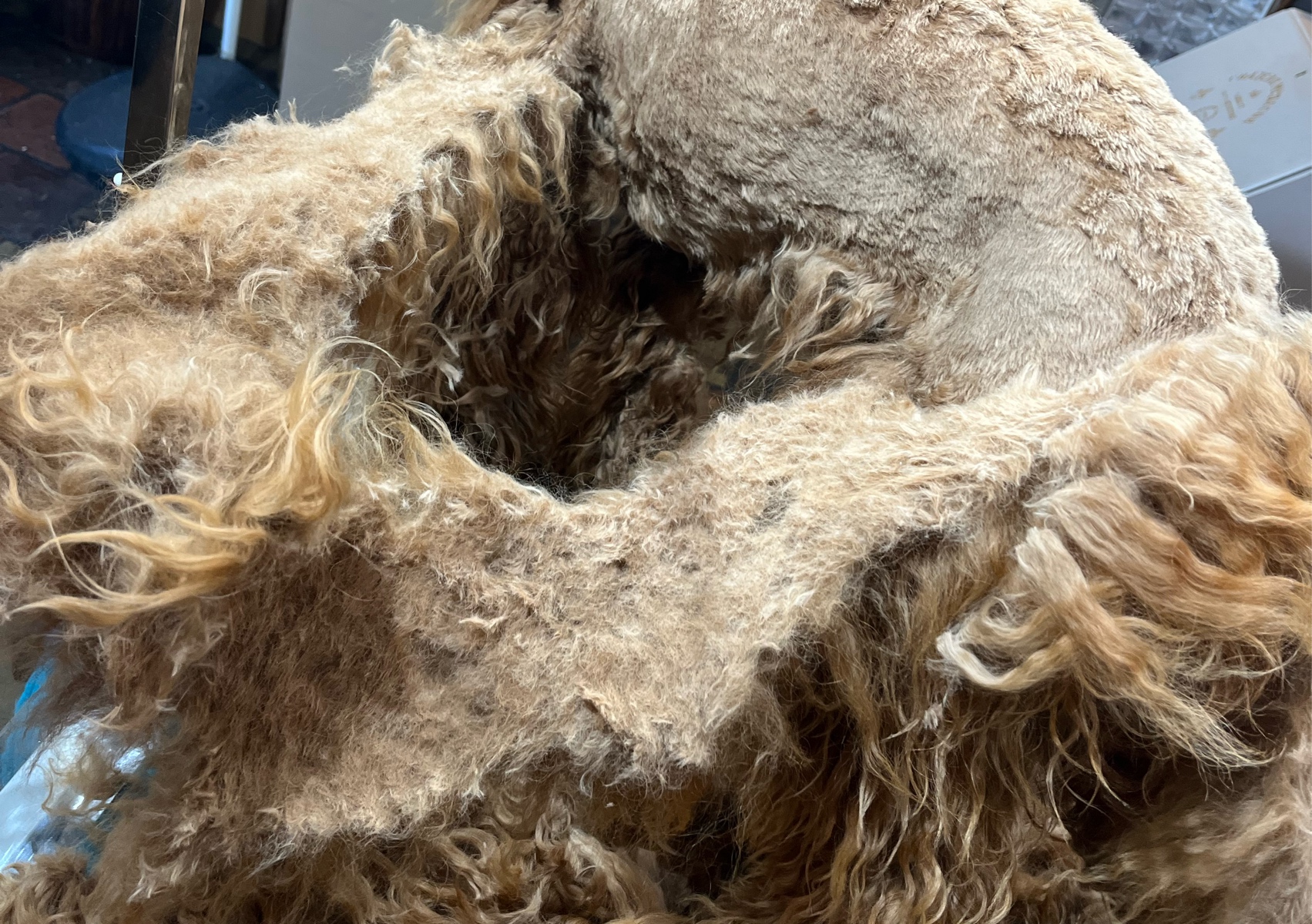 Large Breed • Matted Clip Off 