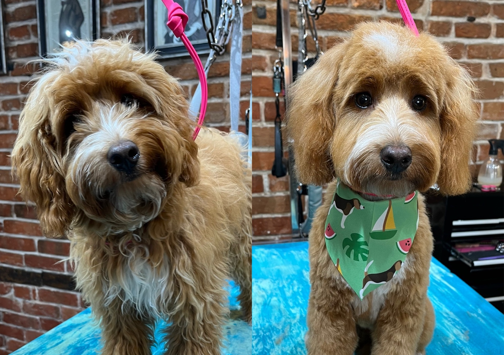 Puppys First Full Groom