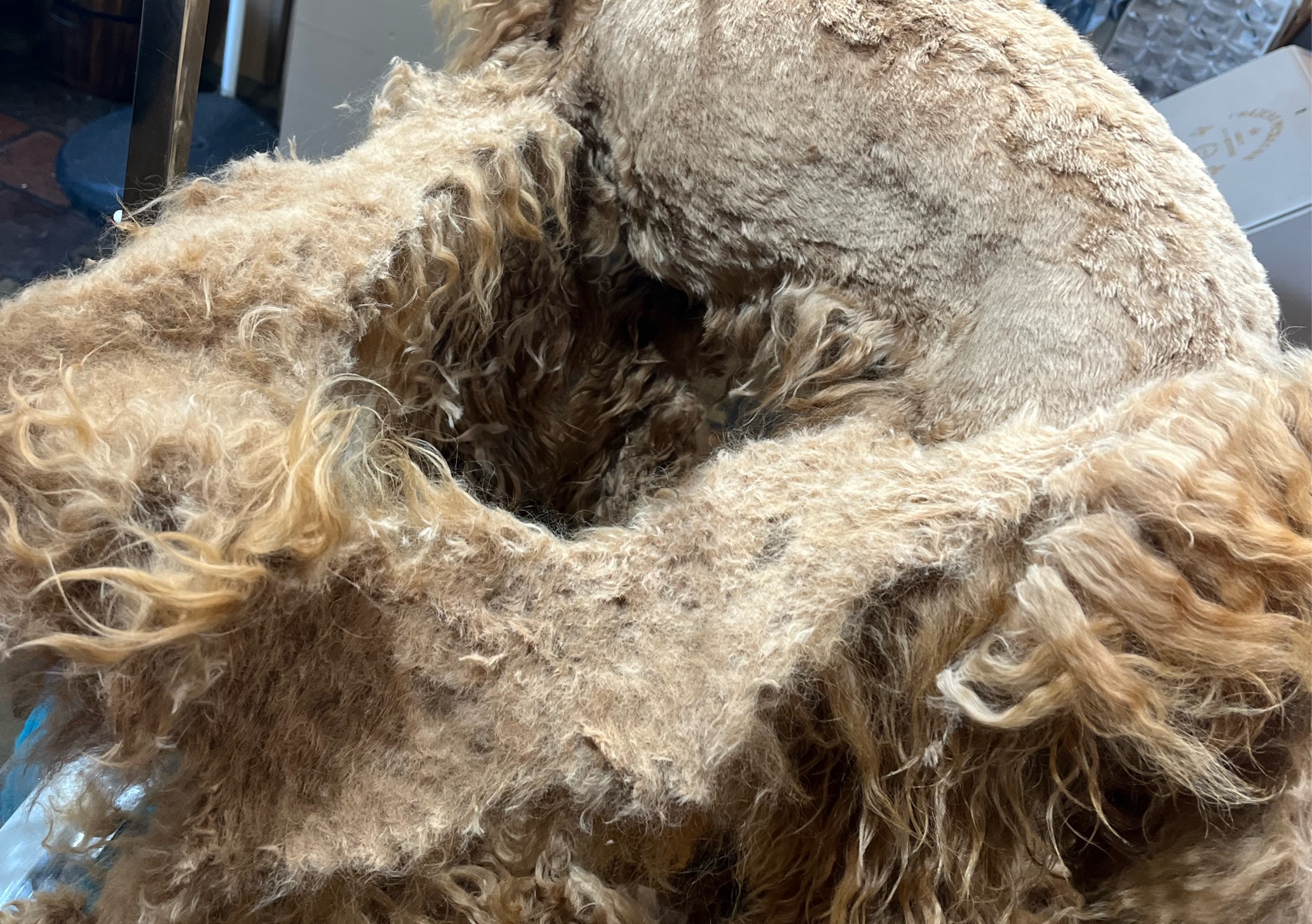 Small - Medium Breed • Matted Clip Off