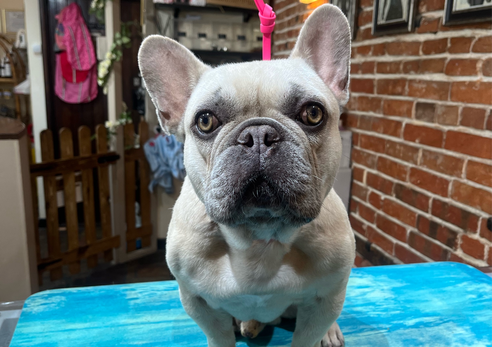 Short Coat • Small - Medium Breed