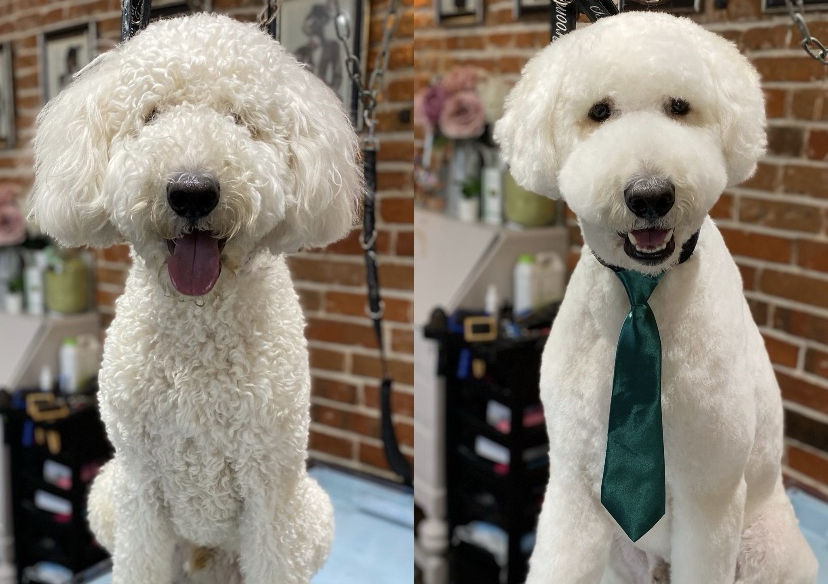 Large Breed • Doodle Mix