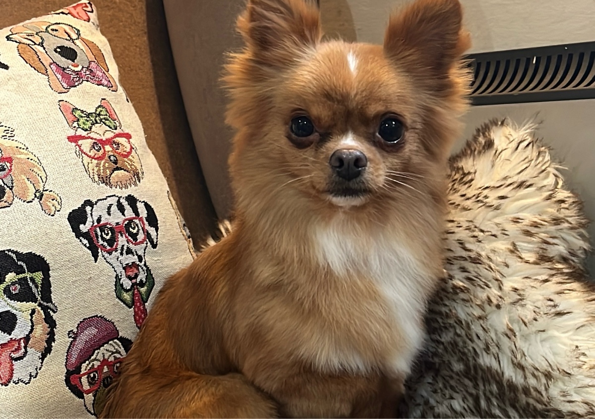 Long Coat • Small - Medium Breed