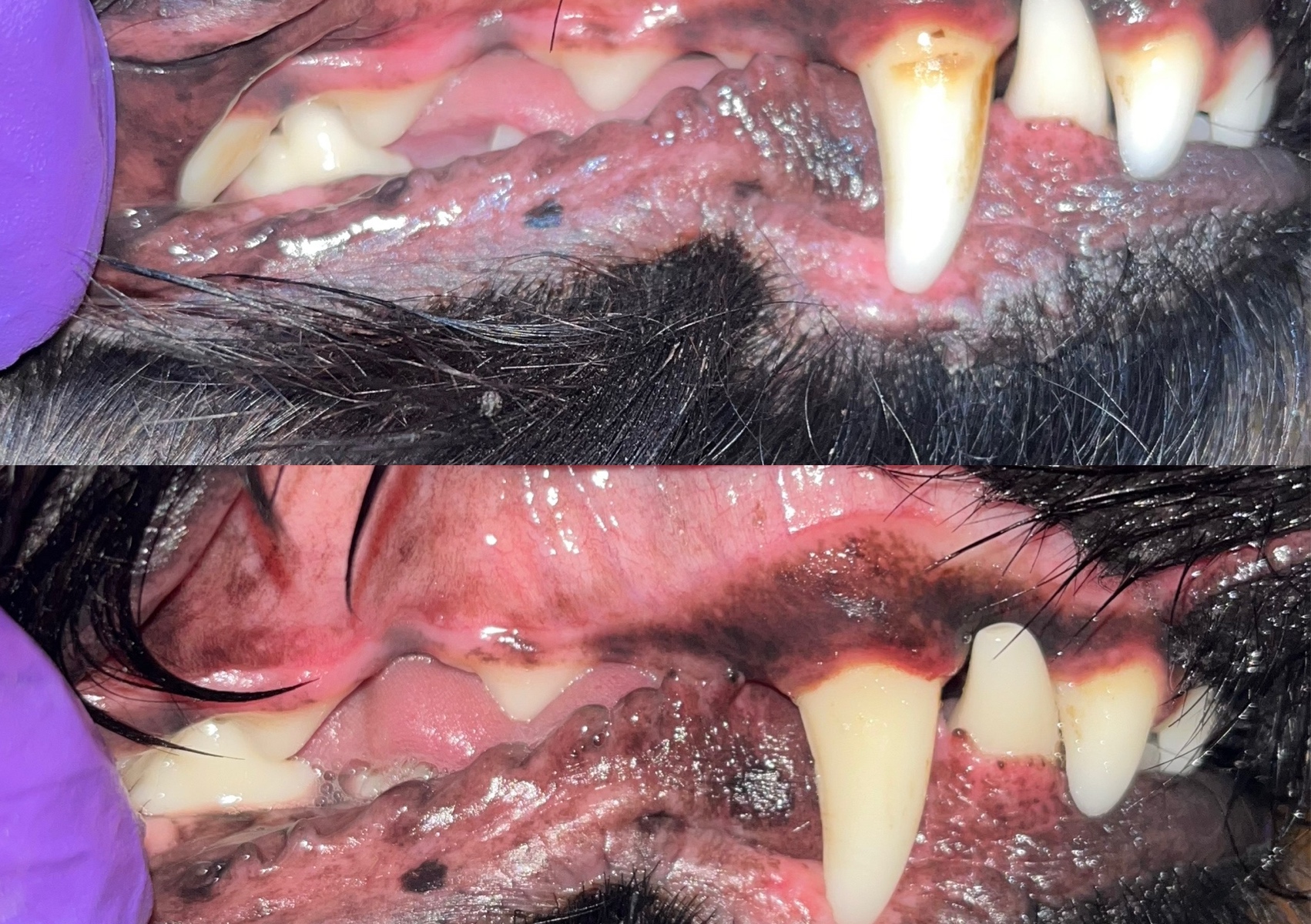 Emmi-Pet top up session