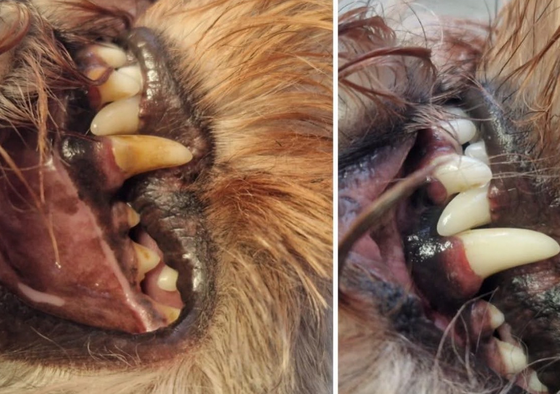 Ultrasonic Teeth Clean Consultation (Includes your own toothbrush head)