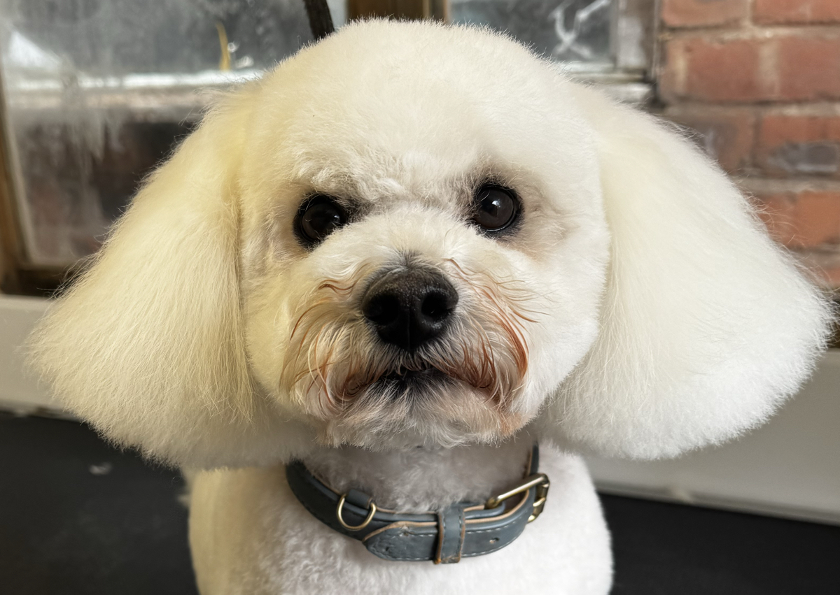 Bichon Frise