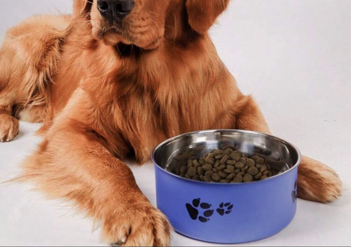 XL Dog Food/Water Bowl~ Blue