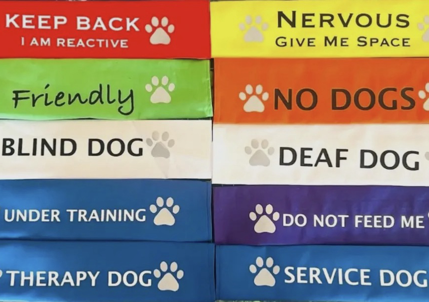 Lead Slip - Keep back I Am Reactive (random colour)