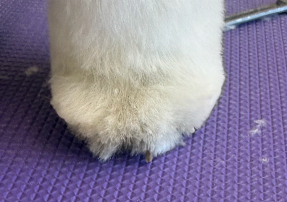 Mini Groom