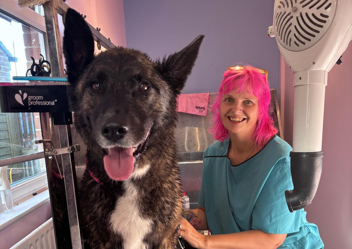 3 x Extra large Dog grooms