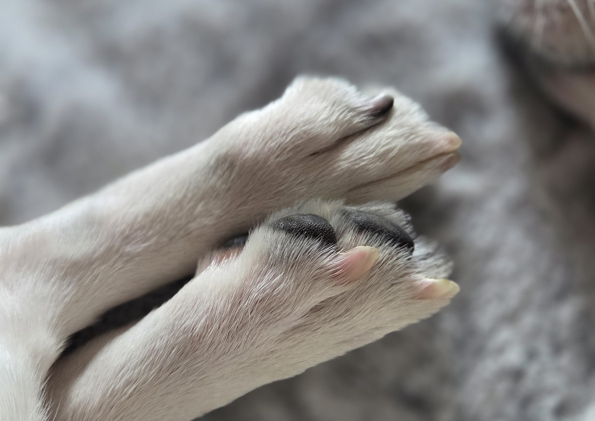 Nail Clip