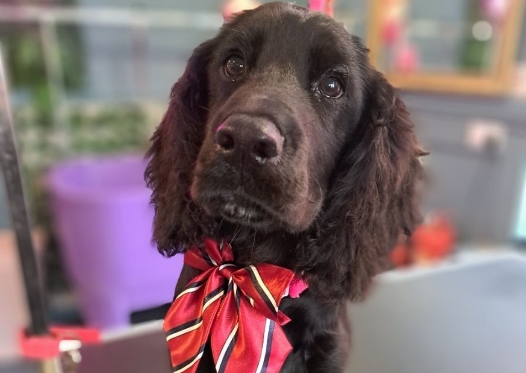 Groom Medium Outline Maggie