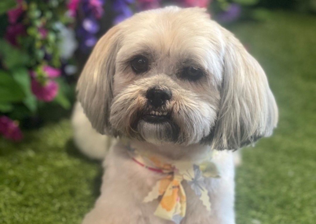 Groom Small Danielle