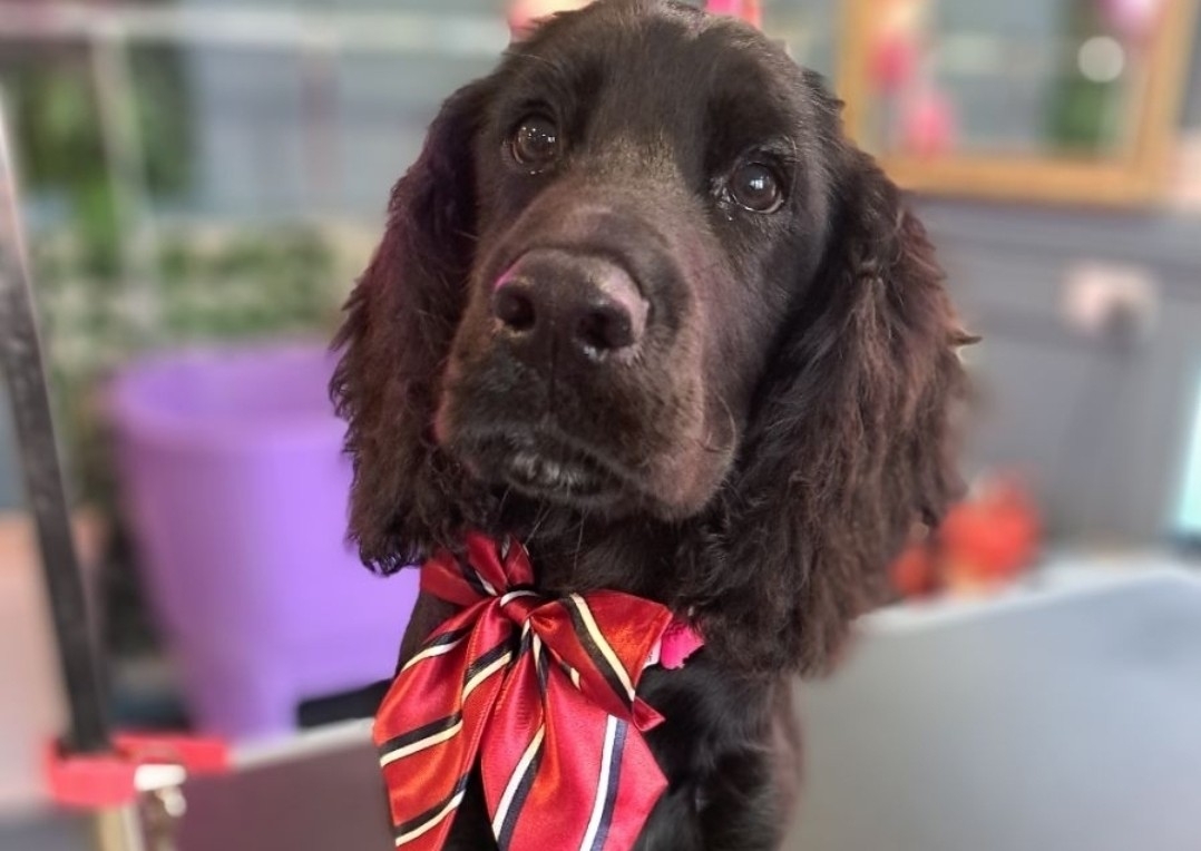 Groom Medium Outline Leah