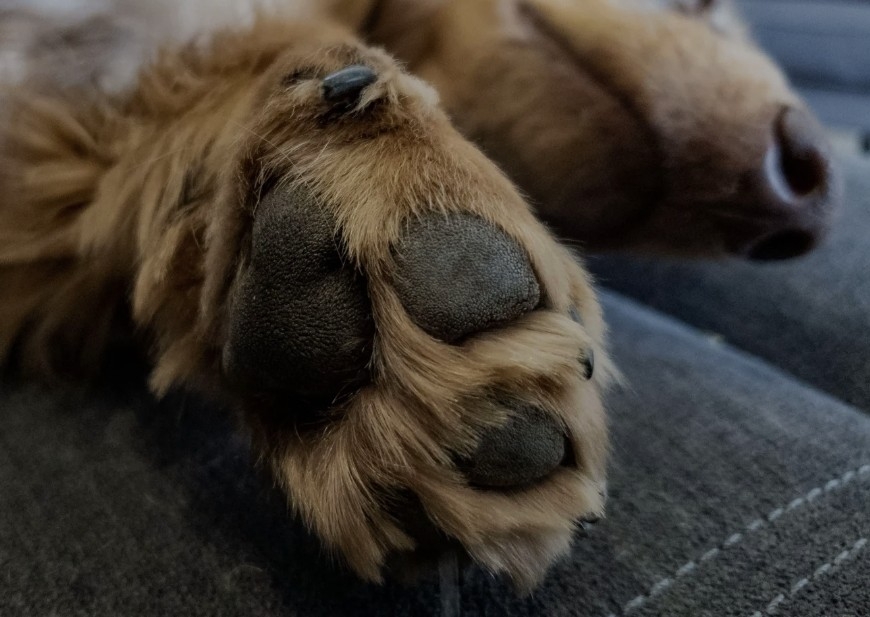 Paw trim and nails