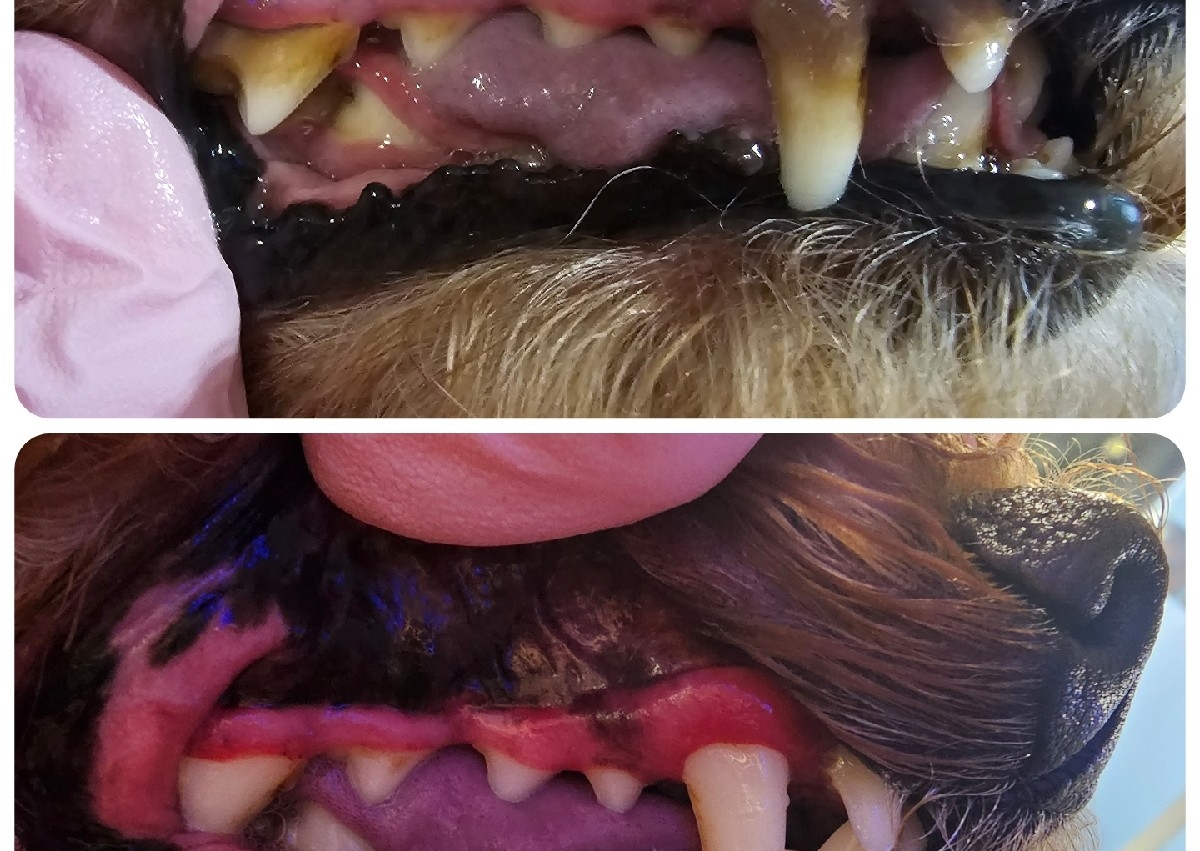 Emmipet Consultation