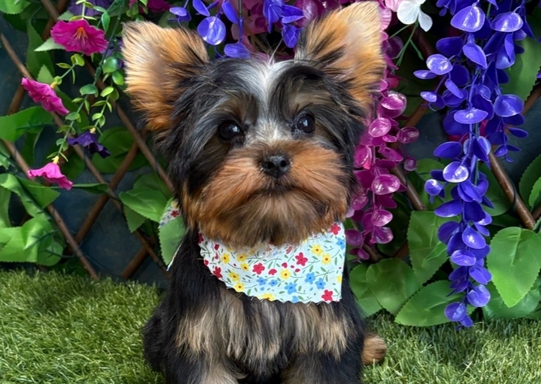 Groom Xtra Small (Lea)