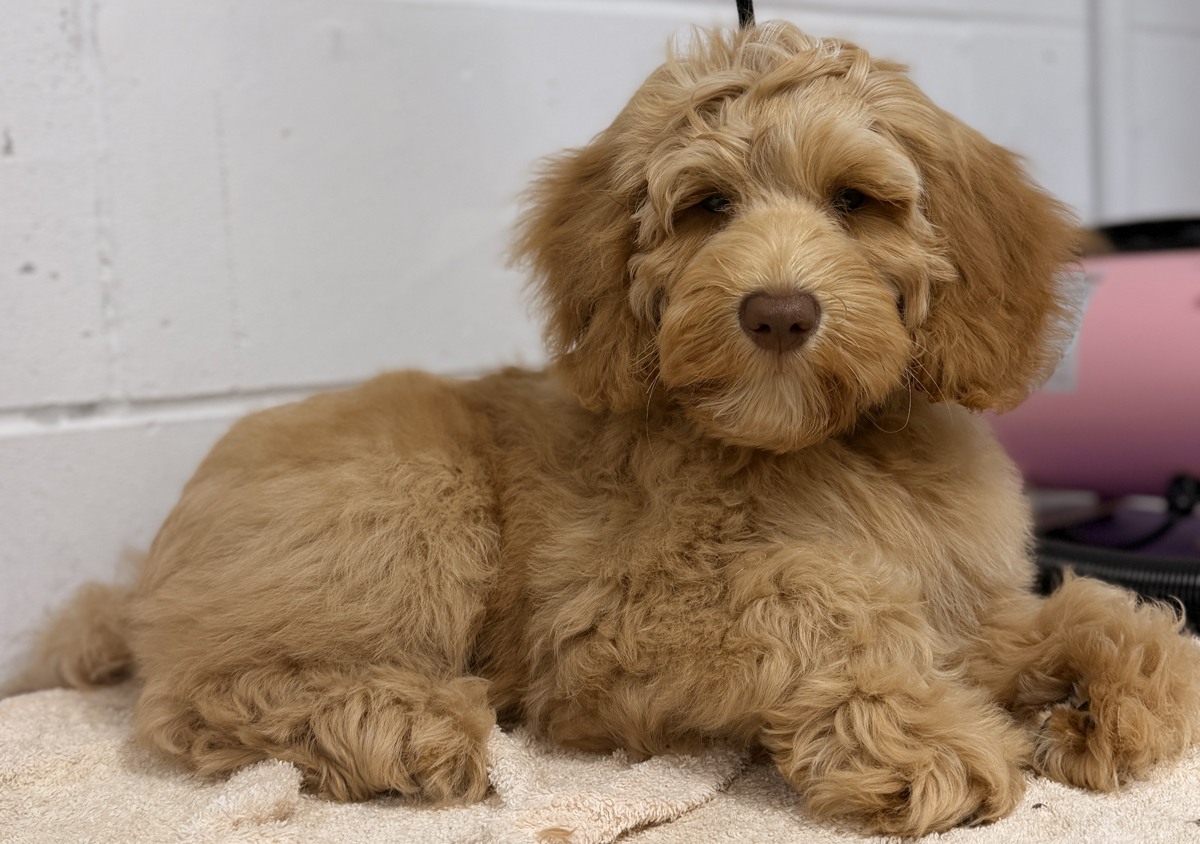 Puppy groom