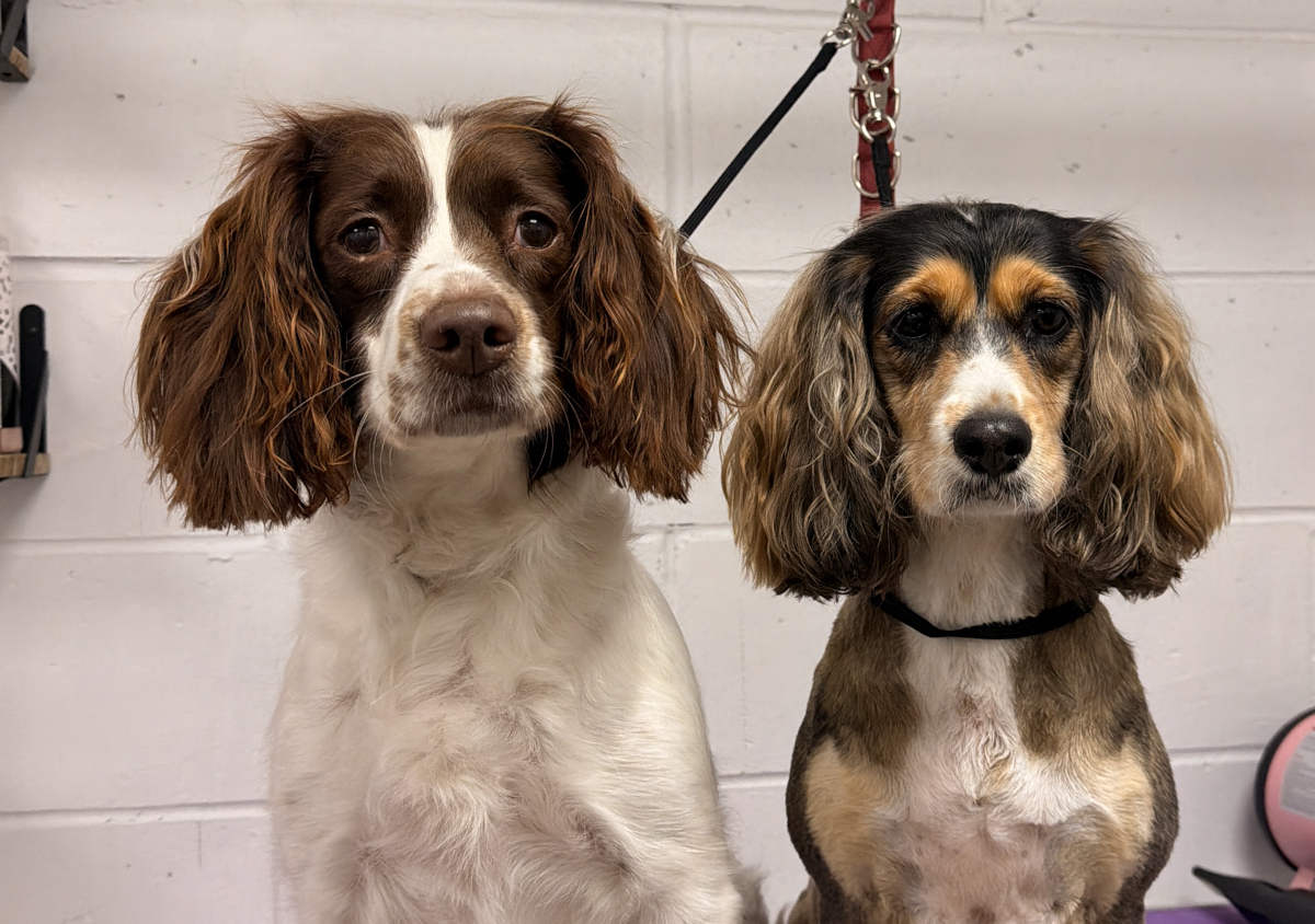 Full groom/ long hair desheds 
