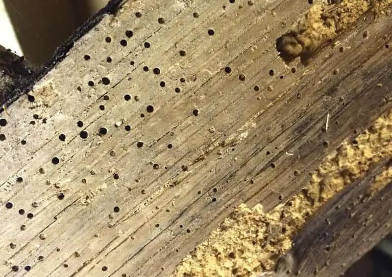 𝑾𝒐𝒐𝒅𝒘𝒐𝒓𝒎 