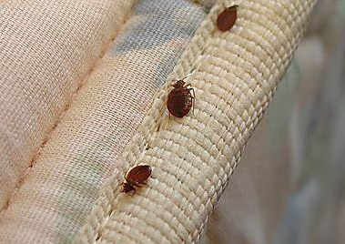 𝑩𝒆𝒅𝒃𝒖𝒈𝒔 