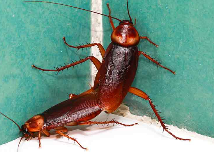 𝑨𝒎𝒆𝒓𝒊𝒄𝒂𝒏  𝑹𝒐𝒂𝒄𝒉𝒆𝒔 