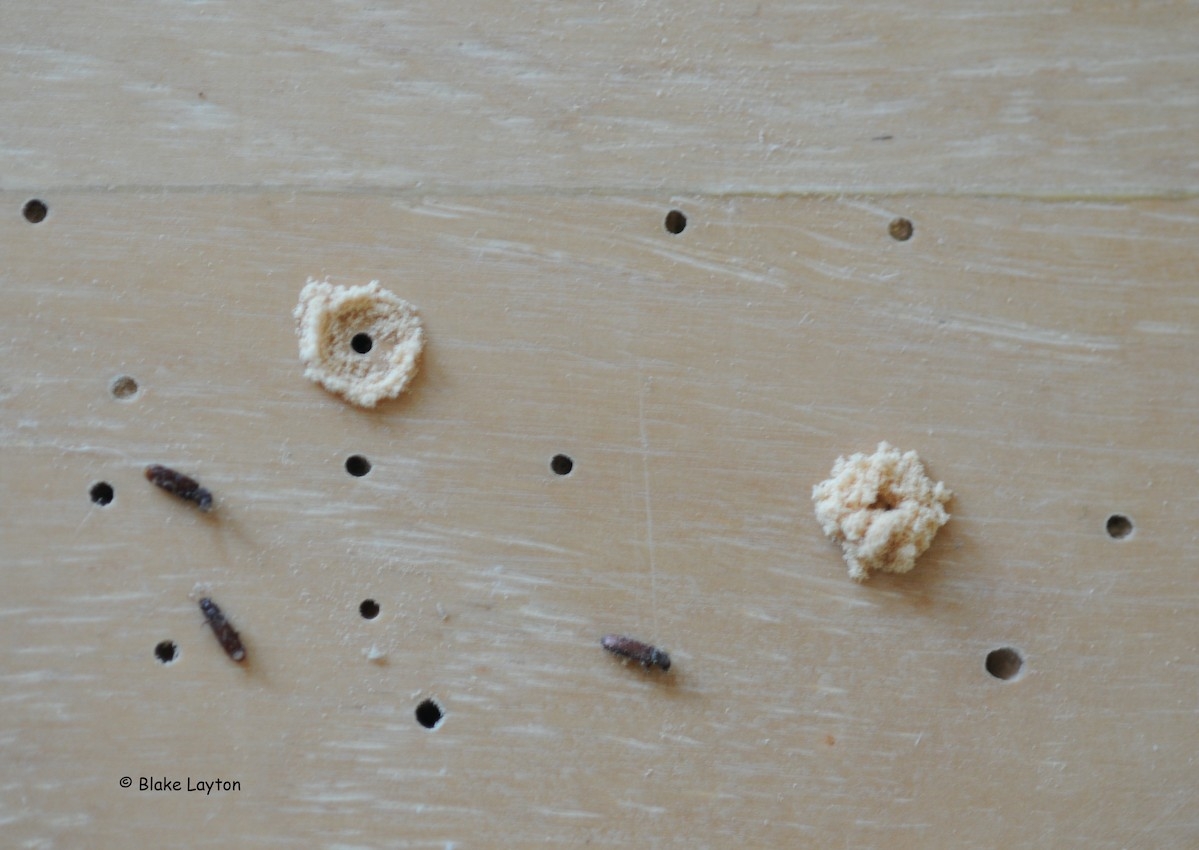 𝑷𝒐𝒘𝒅𝒆𝒓  𝒑𝒐𝒔𝒕  𝒃𝒆𝒆𝒕𝒍𝒆𝒔 