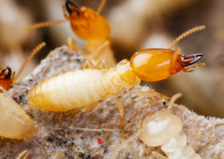 𝑻𝒆𝒓𝒎𝒊𝒕𝒆𝒔 