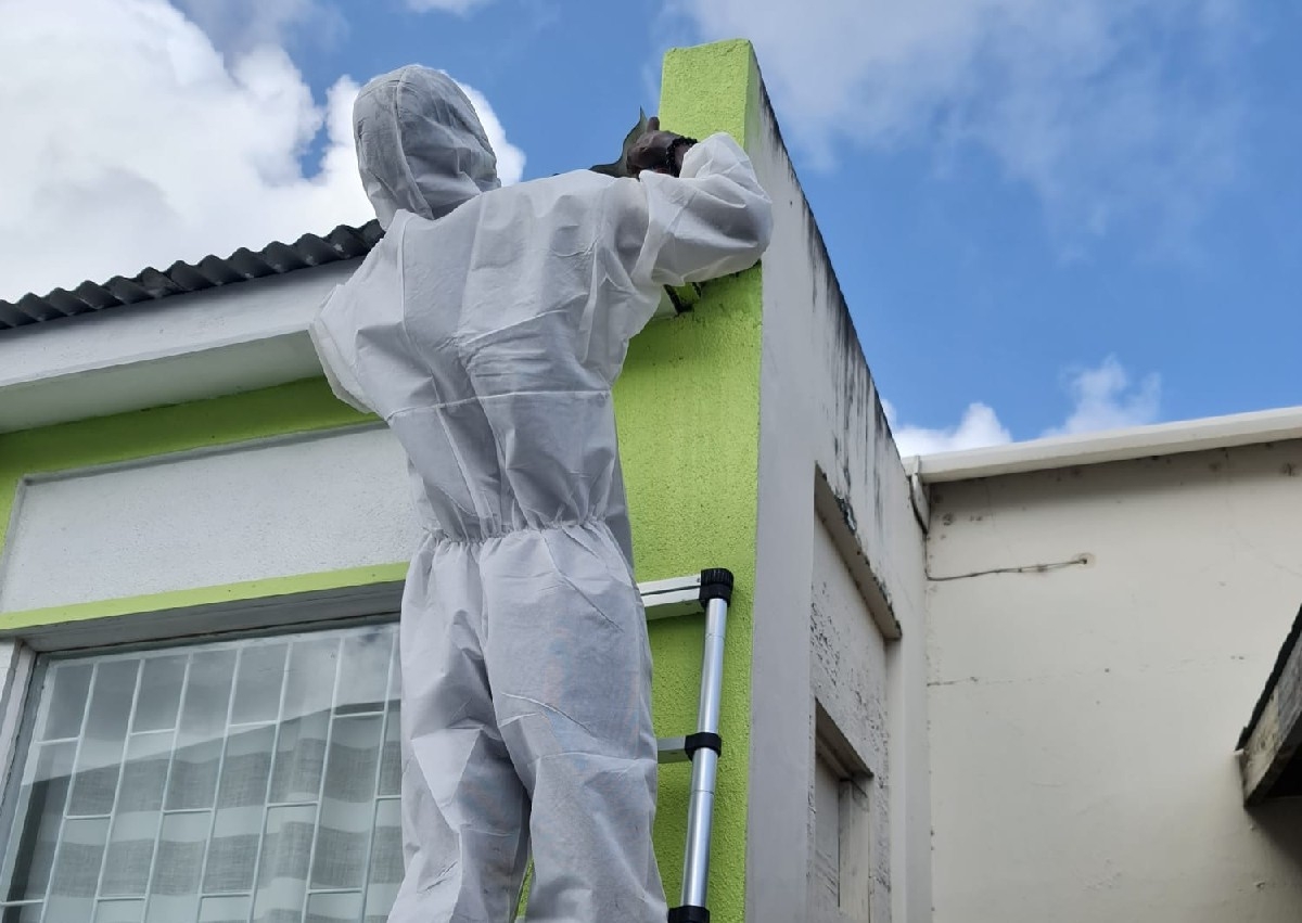 𝑩𝒂𝒕s (consultation $50).