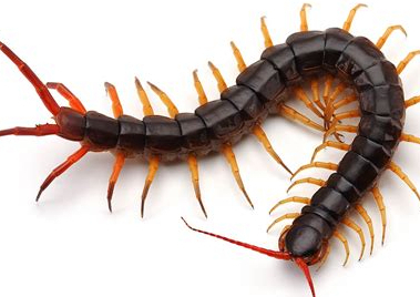 𝑪𝒆𝒏𝒕𝒊𝒑𝒆𝒅𝒆𝒔 