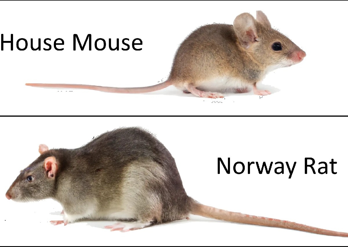 𝑹𝒐𝒅𝒆𝒏𝒕𝒔  